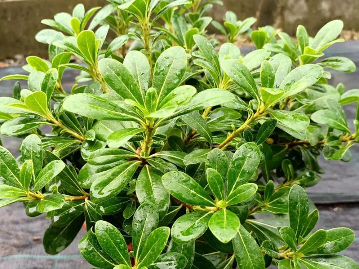 Yıldız Çalısı – Pittosporum tobira Nana