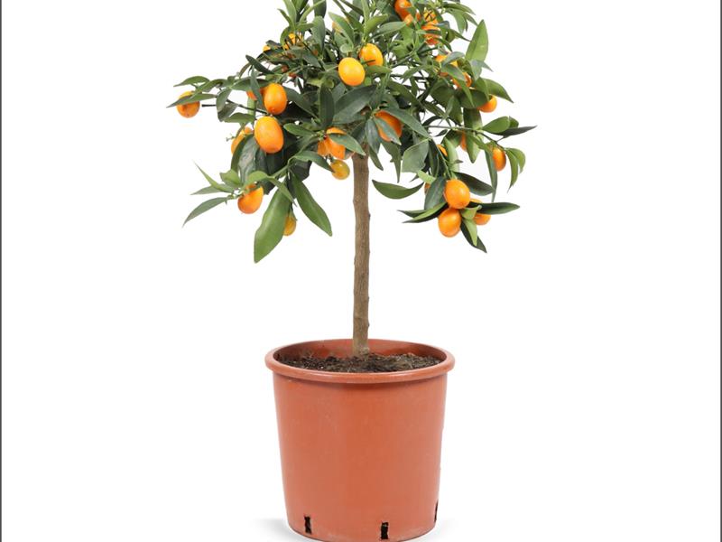 Kumkuat – Citrus japonica