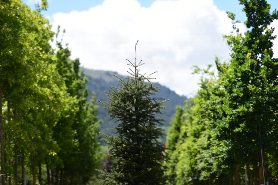 Göknar - Abies