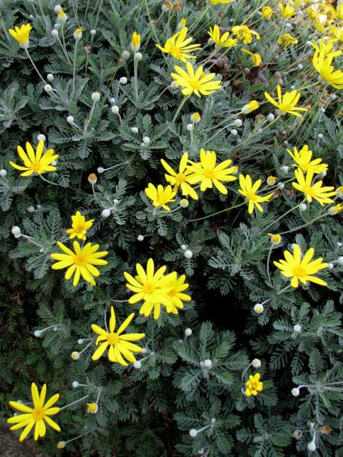 Sarı Çalı Papatyası - Europs pectinatus