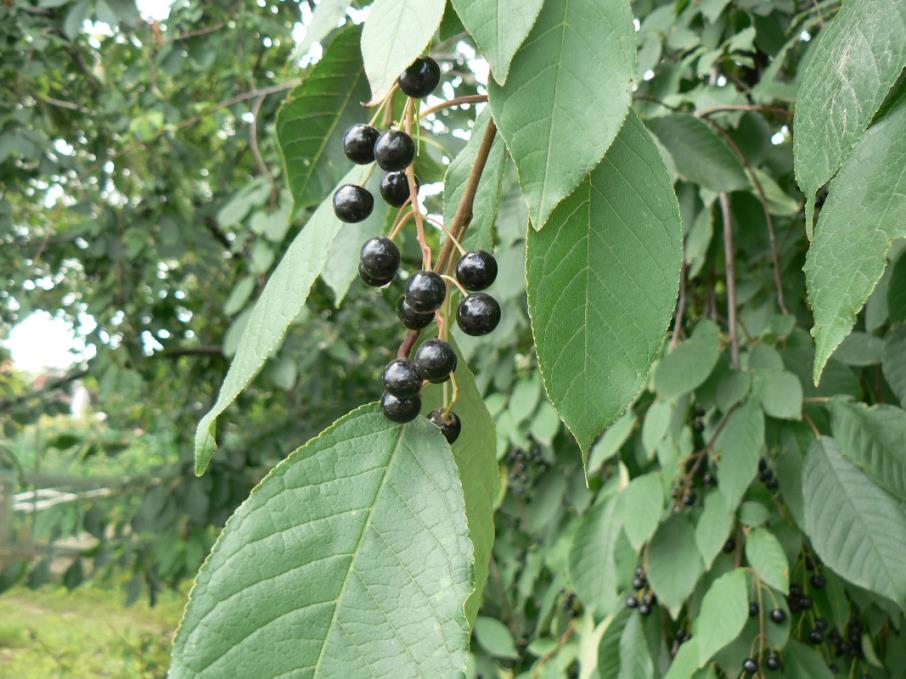 Çitlembik Ağacı – Celtis australis